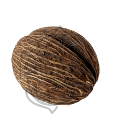 Mintola Coconut 1 und.