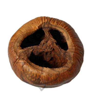 Cáscara de Talami 1 und.