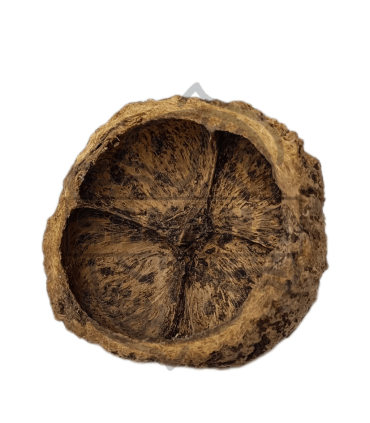Cáscara Nuez de Brasil 1 und.