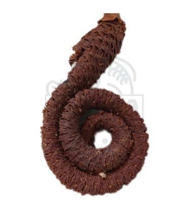 Palm Ring 1 und.