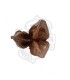 Flor Sororoca 1 und.