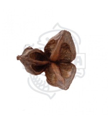 Flor Sororoca 1 und.