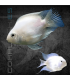 Cíclido Convicto Snow White 5-6 cm | Cichlasoma nigrofasciatum