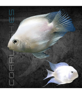 Cíclido Convicto Snow White 5-6 cm | Cichlasoma nigrofasciatum