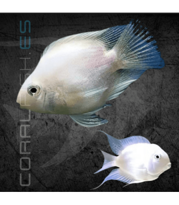 Cíclido Convicto Snow White 5-6 cm | Cichlasoma nigrofasciatum