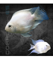 Cíclido Convicto Snow White 5-6 cm | Cichlasoma nigrofasciatum