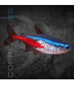 Tetra Neón 2-2.5cm | Paracheirodon innesi