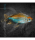 Tetra del Congo 3-4 cm | Phenacogrammus interruptus