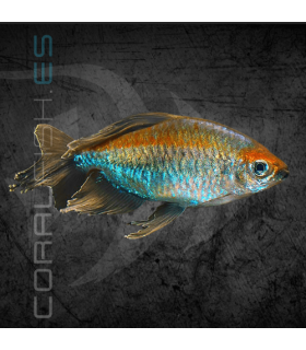Tetra del Congo 3-4 cm | Phenacogrammus interruptus