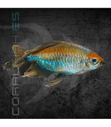 Tetra del Congo 3-4 cm | Phenacogrammus interruptus