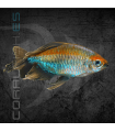 Tetra del Congo 3-4 cm | Phenacogrammus interruptus