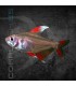Tetra Rosy de Aleta Blanca 2-2.5 cm | Hyphessobrycon ornatus
