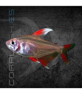 Tetra Rosy de Aleta Blanca 2-2.5 cm | Hyphessobrycon ornatus