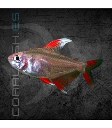 Tetra Rosy de Aleta Blanca 2-2.5 cm | Hyphessobrycon ornatus