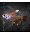 Tetra Rosy de Aleta Blanca 2-2.5 cm | Hyphessobrycon ornatus