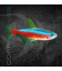 Tetra Neón Cardenal 2-3 cm | Paracheirodon axelrodi