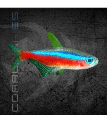 Tetra Neón Cardenal 2-3 cm | Paracheirodon axelrodi