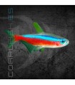 Tetra Neón Cardenal 2-3 cm | Paracheirodon axelrodi