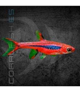 Rasbora Mosquito 0.5-1.5 cm | Boraras brigittae
