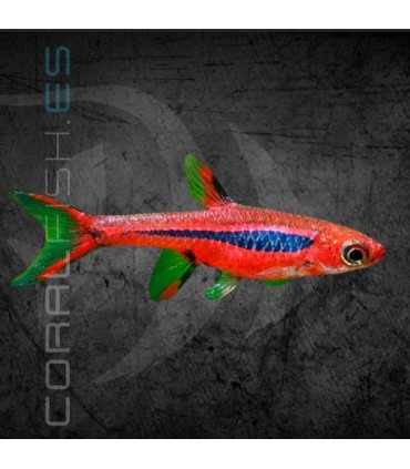 Rasbora Mosquito 0.5-1.5 cm | Boraras brigittae