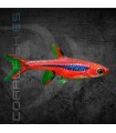 Rasbora Mosquito 0.5-1.5 cm | Boraras brigittae
