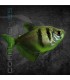 Tetra Monjita 2.5-3cm | Gymnocorymbus ternetzi