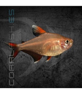 Tetra Rosy 3-4cm | Hyphessobrycon bentosi