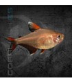 Tetra Rosy 3-4cm | Hyphessobrycon bentosi