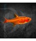 Tetra Ambar o Ember M-L | Hyphessobrycon amandae