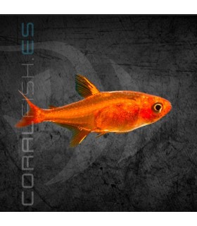 Tetra Ambar o Ember M-L | Hyphessobrycon amandae