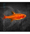 Tetra Ambar o Ember M-L | Hyphessobrycon amandae