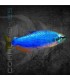 Tetra Emperador Super Blue 3 cm | Impaichthys kerri