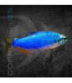 Tetra Emperador Super Blue 3 cm | Impaichthys kerri