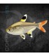 Tetra Rayos X 2.5 cm | Pristella maxilliaris