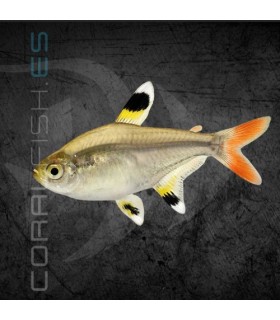 Tetra Rayos X 2.5 cm | Pristella maxilliaris