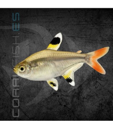Tetra Rayos X 2.5 cm | Pristella maxilliaris