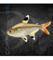 Tetra Rayos X 2.5 cm | Pristella maxilliaris