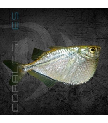 Pez Hacha Plateado 2.5 cm | Thoracocharax stellatus