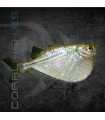 Pez Hacha Plateado 2.5 cm | Thoracocharax stellatus