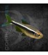 Neón Negro 2-3 cm | Hyphesobrycon herbertaxelrodi