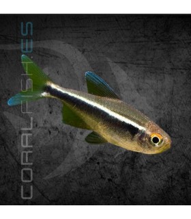 Neón Negro 2-3 cm | Hyphesobrycon herbertaxelrodi