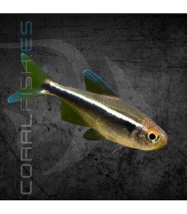 Neón Negro 2-3 cm | Hyphesobrycon herbertaxelrodi