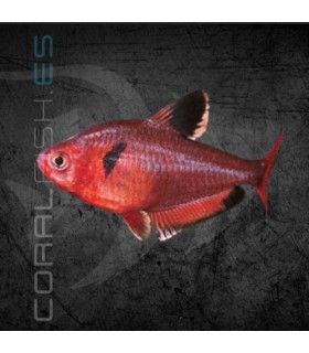 Tetra Serpae 2-3 cm | Hyphessobrycon serpae