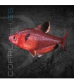 Tetra Serpae 2-3 cm | Hyphessobrycon serpae