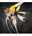 Escalar Koi 3-4cm | Pterophyllum scalare