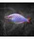 Pez Arcoíris Enano 3-4 cm | Melanotaenia praecox