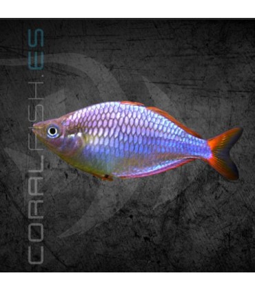 Pez Arcoíris Enano 3-4 cm | Melanotaenia praecox