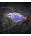 Pez Arcoíris Enano 3-4 cm | Melanotaenia praecox