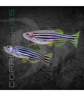 Danio Cebrita M | Danio rerio