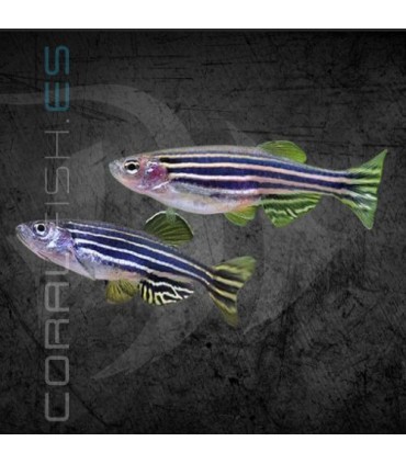 Danio Cebrita 2.5-3cm | Danio rerio